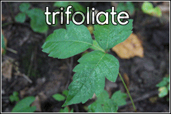 Botany